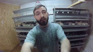 Формирование семей перепелов для получения инкубационного яйца.