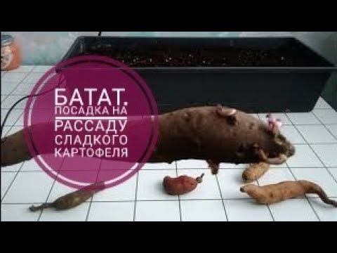 ВЫРАЩИВАНИЕ БАТАТА. Посадка на рассаду в средней полосе в #Башкирии. Сорта батата. ч 1