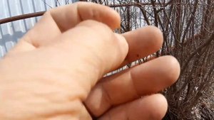 Гранат после зимы 2021.  -19 без укрытия.