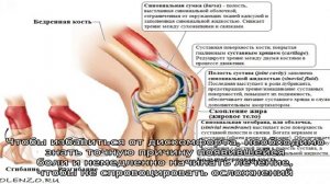 Боль сзади колена при сгибании
