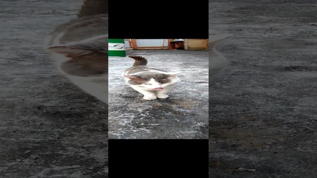 Возвращение блудного кота
