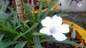 Mexican Petunia complete care//Mexican Petunia flowering plant