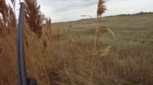 Два этапа охоты в один день ( Куропатка - Фазан).сезон 2016.mp4