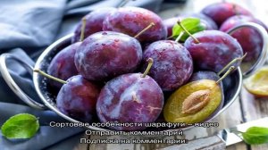 Как называется персик, скрещенный со сливой — памятка начинающему садоводу