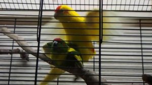 Какарики спариваются