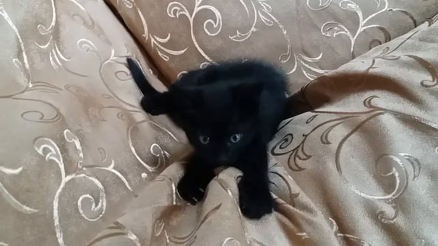 Красивый чёрный котенок с голубыми глазами