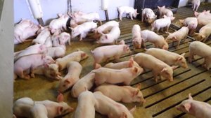 РАБОТА НА СВИНОФЕРМЕ. ДАНИЯ. ОТВЕТЫ НА ВОПРОСЫ