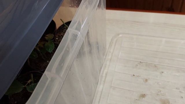 #черенкование_роз Розы из черенков! Мой опыт зимовки! смотреть онлайн