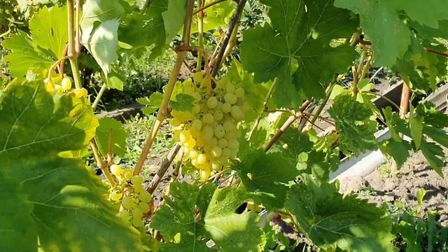 Алтайский край. #Барнаул. 2019 год. #Виноградник Рубцова Сергея Михайловича смотреть онлайн