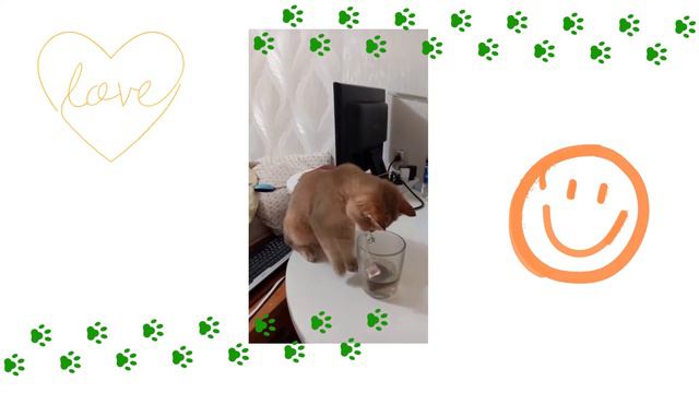 Смешные видео с котами и кошками. Игры котенка. Позитив от Марселя!