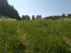 Жители Красногорска провели субботник-пикник в протест застройки Черневской горки и высказали мнение