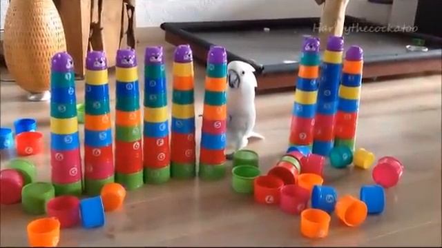 GODZILLA OF CUPS смотреть онлайн