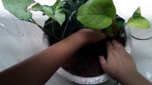 DIY Indoor mini garden idea|മീൻചട്ടിയിൽ ഒരു ഗാർഡൻ |#indoorplants#gardening#diyplanter