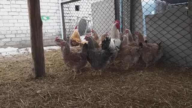 Юрловские голосистые куры. смотреть онлайн