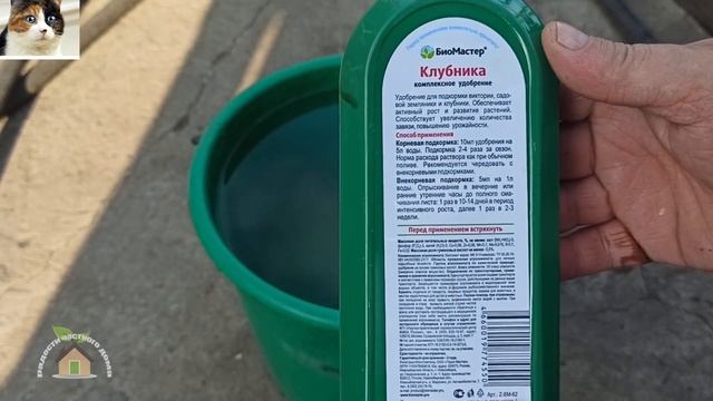 Чем подкормить клубнику после сбора урожая и плодоношения