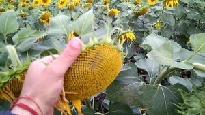 Опыление подсолнуха. Почему есть места без опыления?