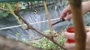 Прививка винограда без пробуждения Теплов Дмитрий