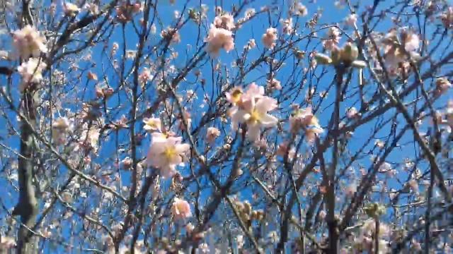 Крым 2018.Весна пришла в Крым.Распускаются цветы на деревьях. смотреть онлайн