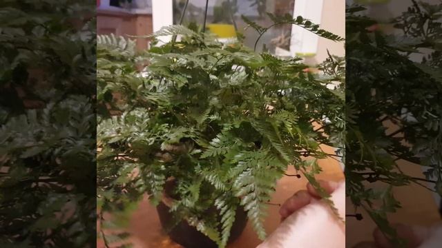 Мой новый житель...папоротник Давалия