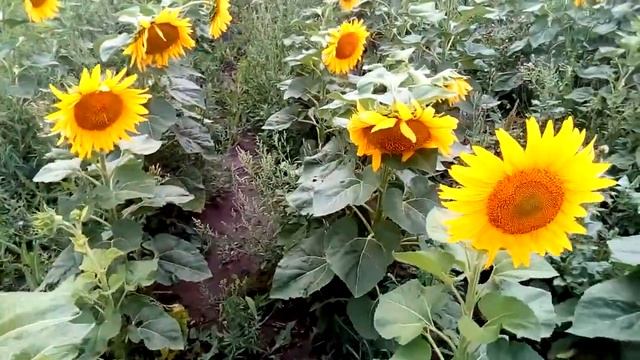 подсолнухи развернули шляпы смотреть онлайн