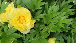 ПИОН СОРТ БАРТЗЕЛЛА (BARTZELLA). ОДИН ИЗ САМЫЙ КРУПНЫХ ЖЕЛТЫХ ПИОНОВ!