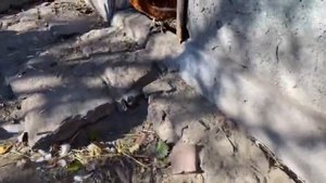 2- способа, КАПУСТА как корм для птицы