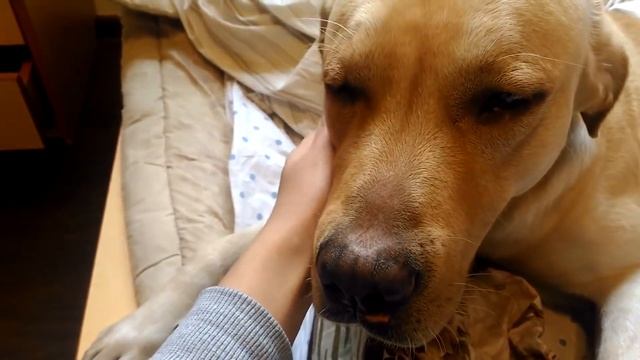 Собаки тоже плачут смотреть онлайн