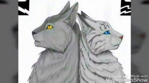 Топ 10 моих самых любимых котов воителей