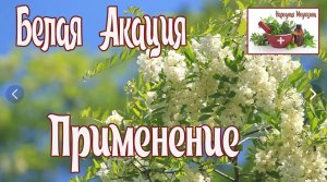 Белая акация.- лекарственное растение. Польза и вред. Народное лечение.
