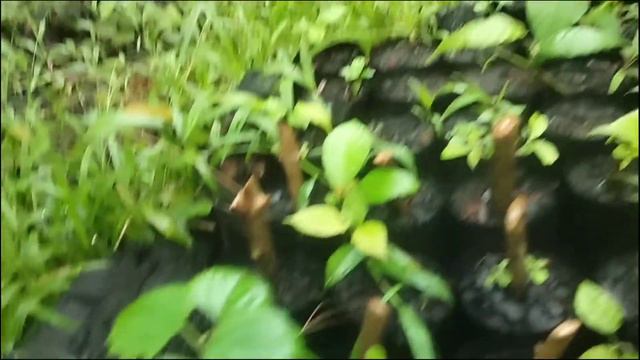 Technique for planting gmelina tree(How to plant gmelina tree)|Kuya J Bukid смотреть онлайн