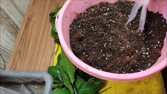 Размножение лавра черенкованием или семенами.