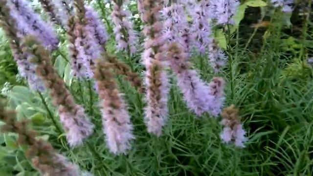 Маленький Огородик Елены Тереховой - 2012.08.23 Лиатрис Фиолетовый