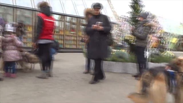 Возьми меня домой или собаки из приютов на фестивале Пасхальный дар