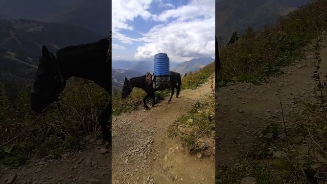 Пошли прогуляться и встретили коней на тропе к пику Бзерпи смотреть онлайн