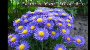ГОЛУБАЯ клумба -подборка цветов.Blue flower