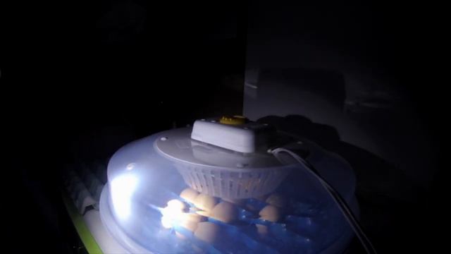 Εκκόλαψη αυγών κότας σε κλωσσομηχανή από την αρχή ως το τέλος! смотреть онлайн