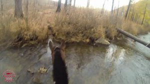 Монгольские лошадки./ Playing at Mongolian horses.