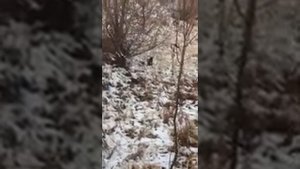 Норка охотится на ондатру