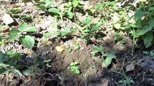 Как размножить бесшипную ежевику