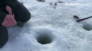 ВЕСЕННИЙ ЖОР ПЛОТВЫ НА ОЗЕРЕ по последнему льду.Плотва на мормышку на мелководье.