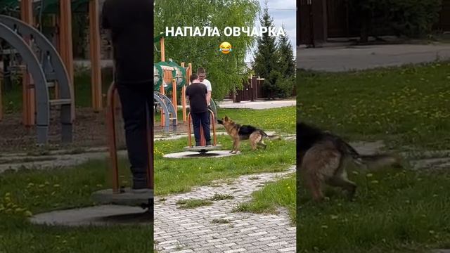 НАПАЛА ОВЧАРКА 😂