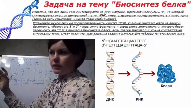 Подготовка к ЕГЭ по биологии. Задача на тему : "Биосинтез белка" № 5 смотреть онлайн