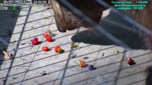 Медведь Мансур - Mansur the Bear (Что любит Мансур больше всего?!!)