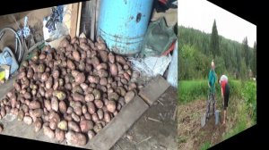 Копаем картошку .