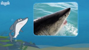 Meet the Animals 1: Great White Shark (认识动物 1:大白鲨) | Animals | Chinese | By Little Fox