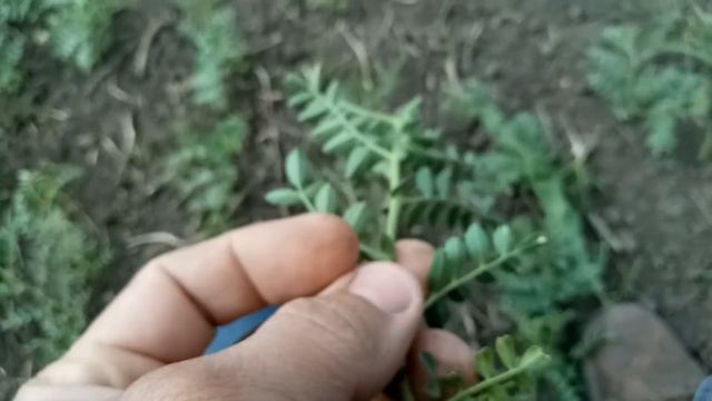 Работа инокулянта на горохе и нуте 2018 смотреть онлайн