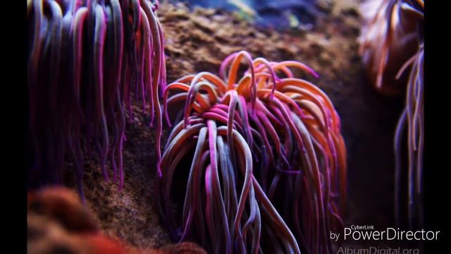 Anemona (del Álbum de flores para Violeta). смотреть онлайн