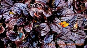 Живучка ползучая Махагон (ajuga reptans) ? живучка Махагон обзор: как сажать рассада живучки Махаго