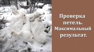 Проверка петель за 4 дня 4 зайца.