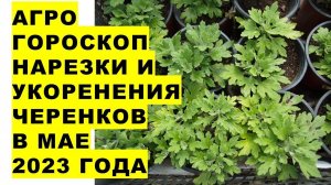 Агрогороскоп нарезки и укоренения черенков в мае 2023 года. Агрогороскоп укорінення живців в травні